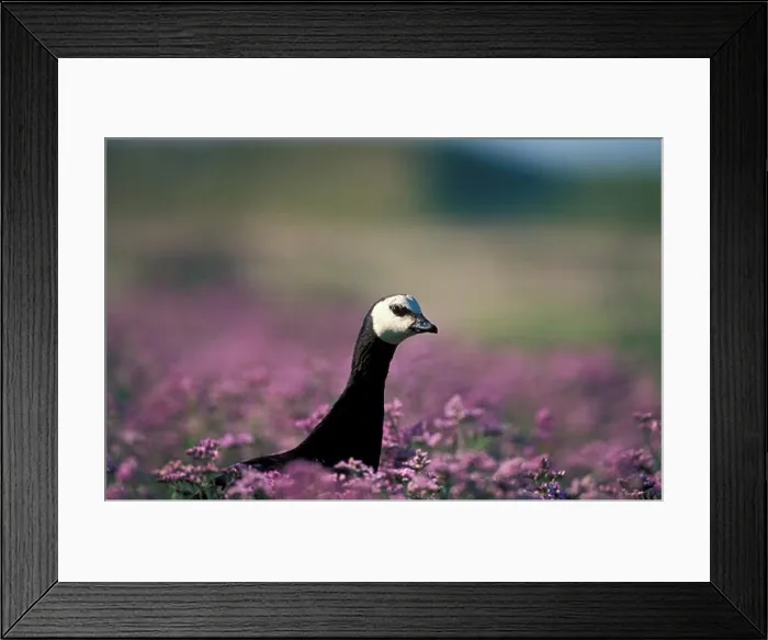 Framed Print : Barnacle Goose (Branta leucopsis) in sea lavender, Belgium / Bernache Nonette dans lavande de mer. Belgique Framed Print : Barnacle Goose (Branta leucopsis) in sea lavender, Belgium / Bernache Nonette dans lavande de mer. Belgique