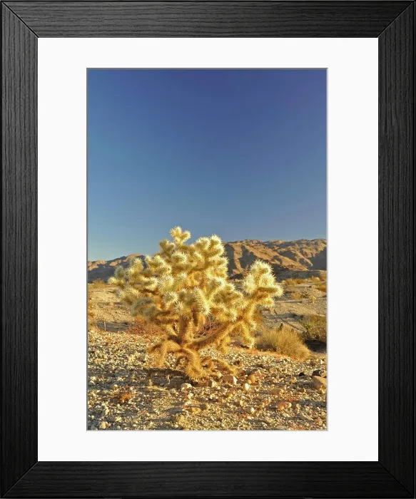 Framed Print : Teddybear Cholla cactus (Opuntia bigelovii), 29 Palms, Mojave Desert, California, USA Framed Print : Teddybear Cholla cactus (Opuntia bigelovii), 29 Palms, Mojave Desert, California, USA