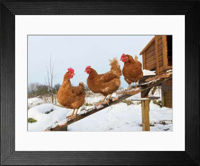 Framed Print : England, Norfolk, Langham. Domestic hybrid chickens outside snow covered coop on an allotment Framed Print : England, Norfolk, Langham. Domestic hybrid chickens outside snow covered coop on an allotment