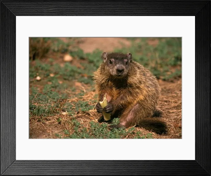 Framed Print : Woodchuck or Groundhog eating Celery (Marmota monax), Brick, NJ garden pest Framed Print : Woodchuck or Groundhog eating Celery (Marmota monax), Brick, NJ garden pest