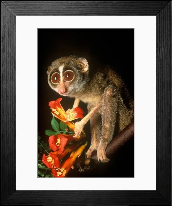 Framed Print : Slender Loris, IC w / Trumpet Creeper Flowers / Duke Primate Center (Loris tardigradus) Framed Print : Slender Loris, IC w / Trumpet Creeper Flowers / Duke Primate Center (Loris tardigradus)