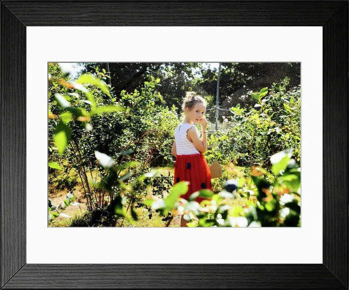 Framed Print : child eating blueberries whilst picking them at a pick your own farm Framed Print : child eating blueberries whilst picking them at a pick your own farm