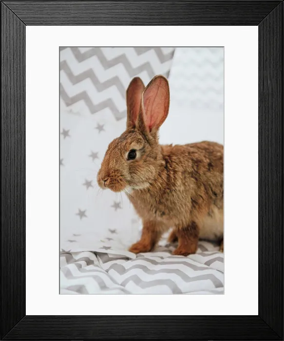 Framed Print : Easter bunny, hare in easter interior Framed Print : Easter bunny, hare in easter interior