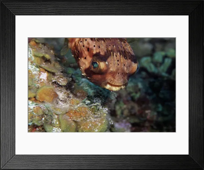 Framed Print : Black-Spotted porcupinefish (Diodon hystrix) underwater Framed Print : Black-Spotted porcupinefish (Diodon hystrix) underwater