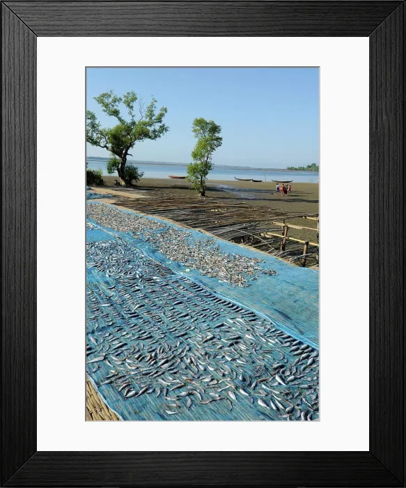 Framed Print : Burma Myanmar Bengal's bay Chaungta beach small fishes are drying on a blue net Framed Print : Burma Myanmar Bengal's bay Chaungta beach small fishes are drying on a blue net