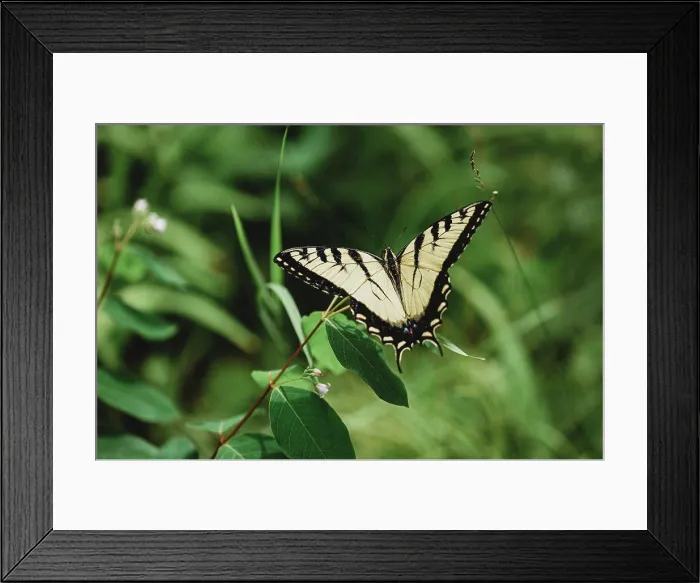 Framed Print : Close up of swallowtail butterfly sitting on a green plant Framed Print : Close up of swallowtail butterfly sitting on a green plant