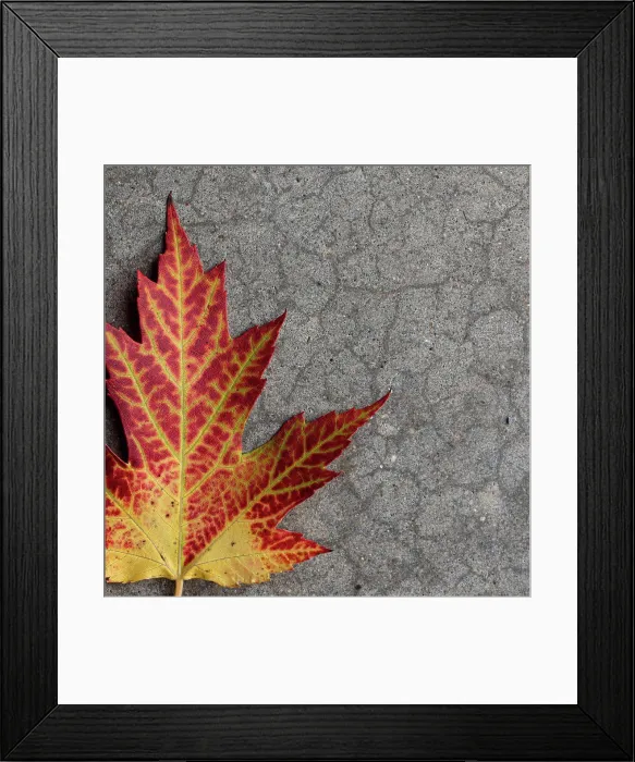 Framed Print : Close up of yellow and red maple leaf on gray background in fall