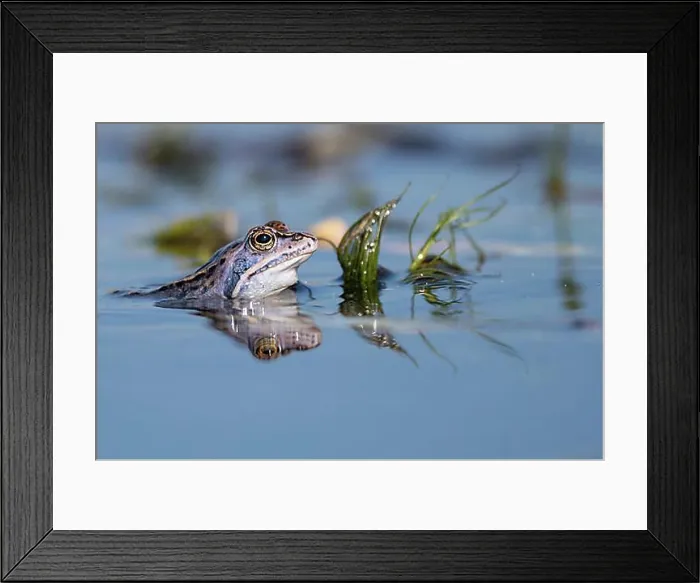 Framed Print : Blue moor frog (Rana arvalis) in courtship display in a water ditch, Lake Duemmer, Huede, Lower Saxony, Germany, Europe Framed Print : Blue moor frog (Rana arvalis) in courtship display in a water ditch, Lake Duemmer, Huede, Lower Saxony, Germany, Europe