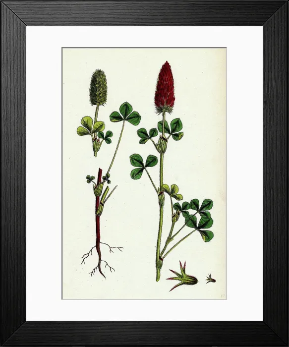 Framed Print : Trifolium eu-incarnatum; Crimson Clover Framed Print : Trifolium eu-incarnatum; Crimson Clover