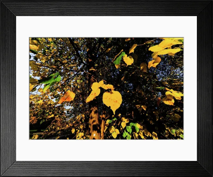 Framed Print : Landscape garden Harrachpark in autumn, Austria, Lower Austria, Bruck an der Leitha Framed Print : Landscape garden Harrachpark in autumn, Austria, Lower Austria, Bruck an der Leitha