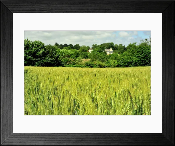 Framed Print : wheat field in spring, Calvados Department, Normandy France Framed Print : wheat field in spring, Calvados Department, Normandy France