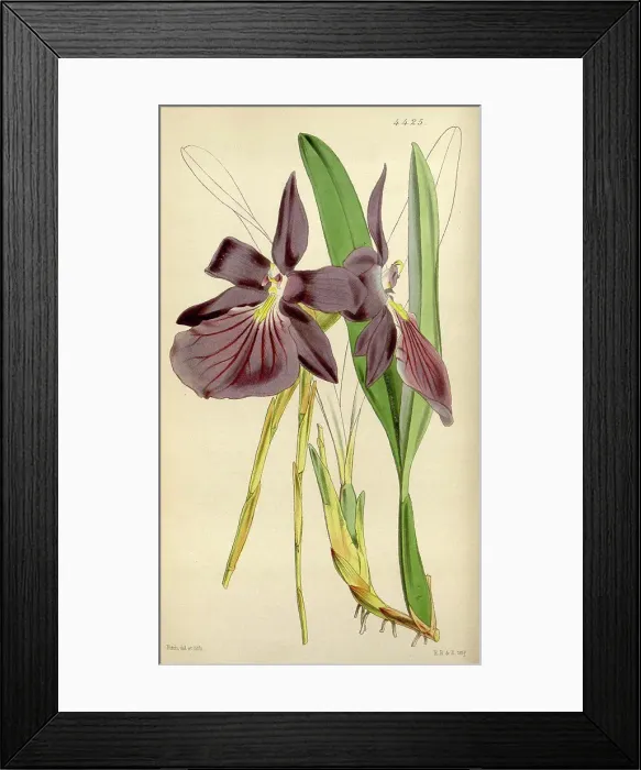 Framed Print : Botanical Print by Walter Hood Fitch 1817 - 1892 Framed Print : Botanical Print by Walter Hood Fitch 1817 - 1892