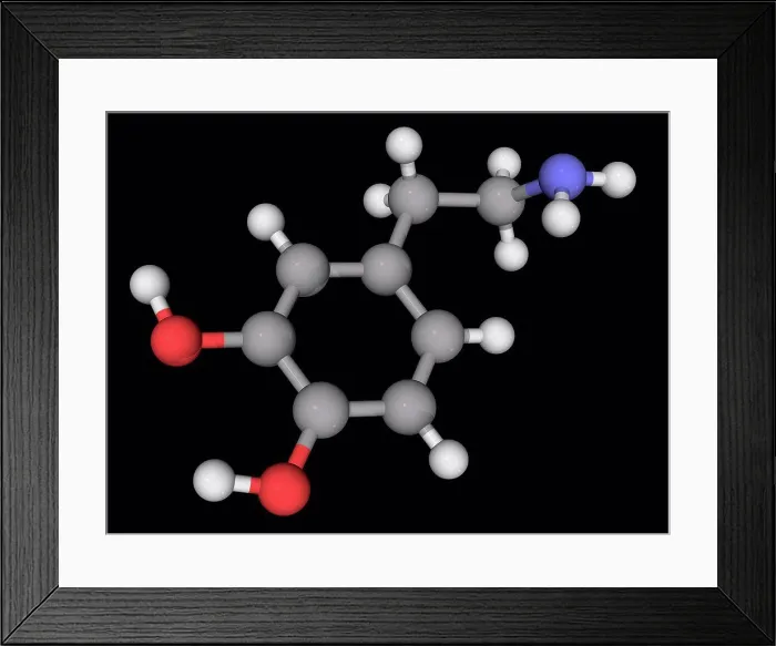 Framed Print : Dopamine, molecular model. Organic compound functioning as a neurotransmitter in the brain Framed Print : Dopamine, molecular model. Organic compound functioning as a neurotransmitter in the brain