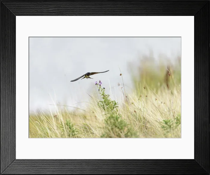Framed Print : Barn Swallow (Hirundo rustica rustica) juvenile, in flight over meadow, Blithfield, Staffordshire, England, August Framed Print : Barn Swallow (Hirundo rustica rustica) juvenile, in flight over meadow, Blithfield, Staffordshire, England, August