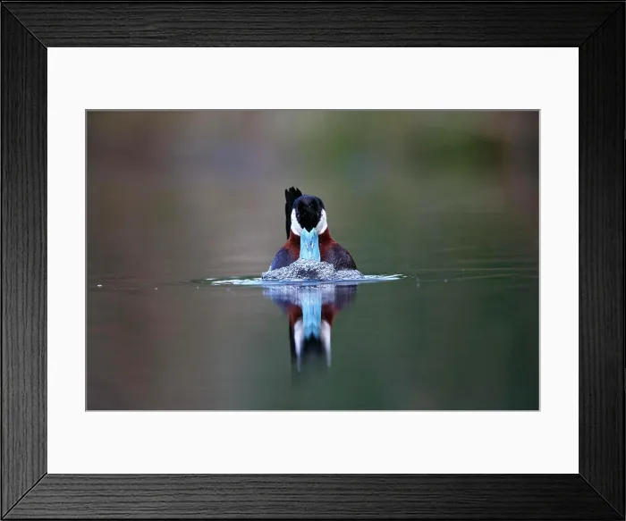 Framed Print : Ruddy duck (Oxyura jamaicensis), male bubbling courtship display, Kamloops, British Columbia Framed Print : Ruddy duck (Oxyura jamaicensis), male bubbling courtship display, Kamloops, British Columbia
