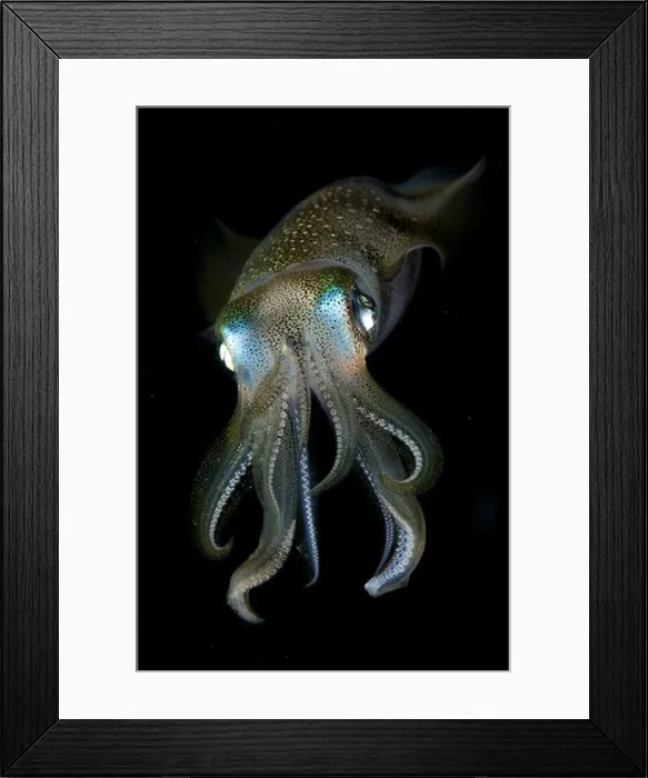 Framed Print : Bigfin Reef Squid (Sepioteuthis lessoniana) adult Framed Print : Bigfin Reef Squid (Sepioteuthis lessoniana) adult
