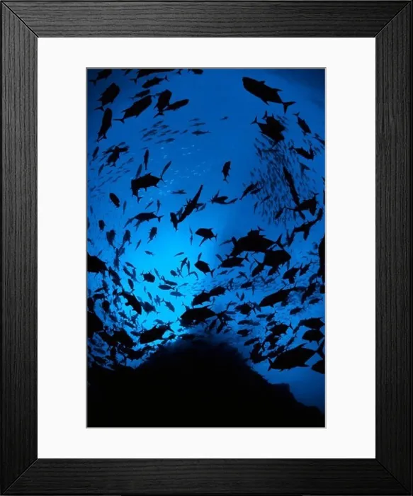 Framed Print : School of Jacks Framed Print : School of Jacks