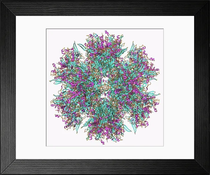 Framed Print : Adenovirus penton base protein Framed Print : Adenovirus penton base protein