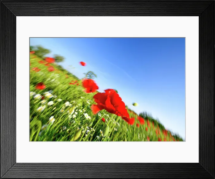 Framed Print : Red poppy (Papaver rhoeas), Neusiedl am See, Burgenland, Austria, Neusiedlersee Seewinkel Framed Print : Red poppy (Papaver rhoeas), Neusiedl am See, Burgenland, Austria, Neusiedlersee Seewinkel