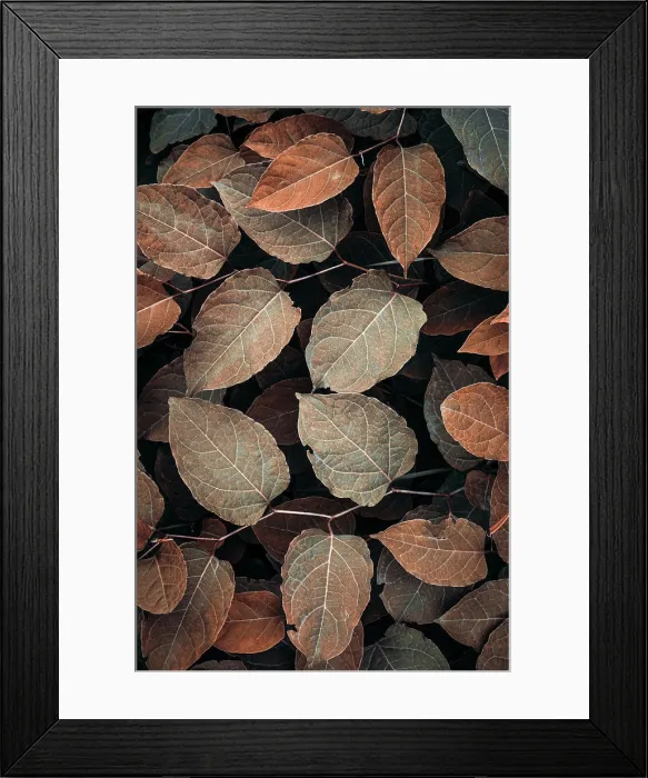Framed Print : brown plant leaves in the nature, autumn leaves and autumn colors Framed Print : brown plant leaves in the nature, autumn leaves and autumn colors