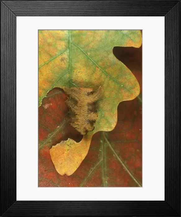 Framed Print : Hag Moth Caterpillar aka Monkey slug (Phobetron pithecium) Framed Print : Hag Moth Caterpillar aka Monkey slug (Phobetron pithecium)