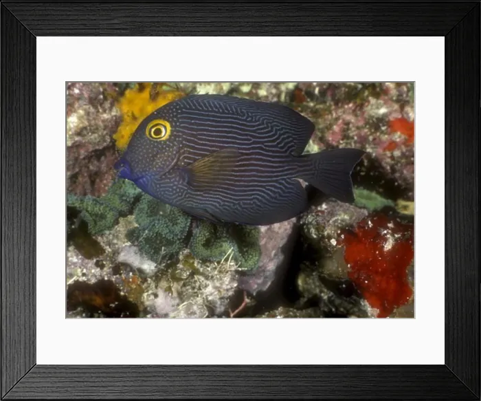 Framed Print : Yellow Eye aka Kole Tang (Ctenochaetus strigosus) Hawaii Framed Print : Yellow Eye aka Kole Tang (Ctenochaetus strigosus) Hawaii