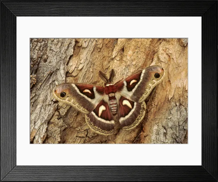 Framed Print : Glover's silk moth, among the largest and most beautiful giant silk moths of North America