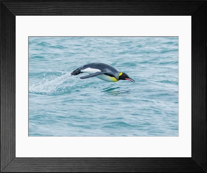 Framed Print : King Penguin (Aptenodytes patagonicus) swimming in the ocean near South Georgia Island