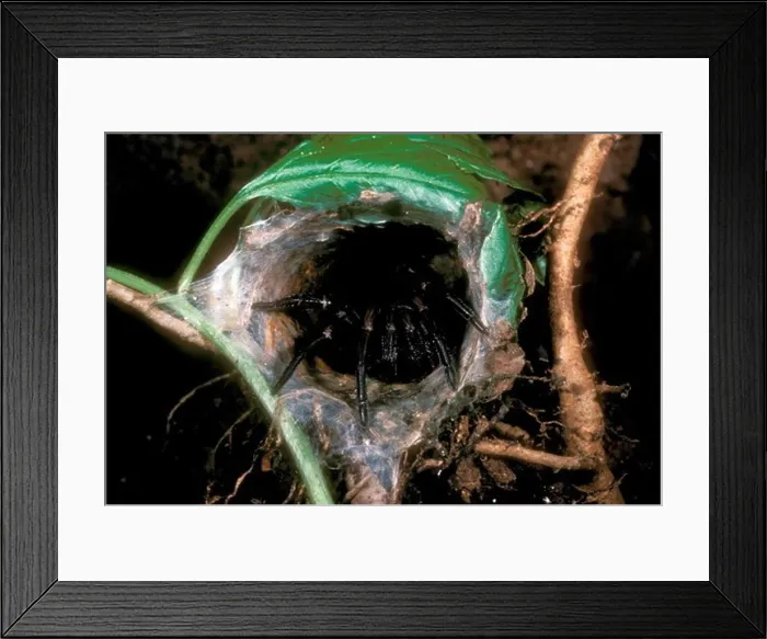 Framed Print : Funnel web Spider in silk lined tube (Atrax robustus) highly poisonous Australia Lamington NP Queensland Framed Print : Funnel web Spider in silk lined tube (Atrax robustus) highly poisonous Australia Lamington NP Queensland