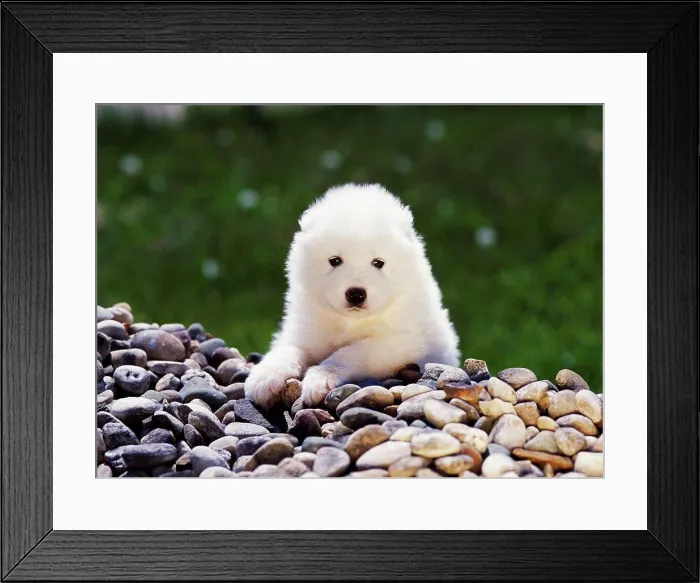 Framed Print : Samoyed, AKC, 6-week-old puppy photographed in Kalamazoo Framed Print : Samoyed, AKC, 6-week-old puppy photographed in Kalamazoo
