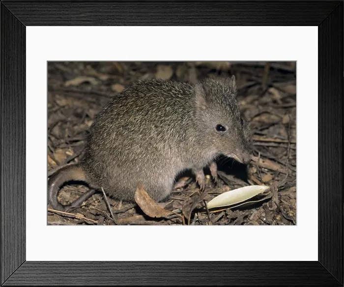 Framed Print : Long-nosed Potoroo (Potorous tridactylus), Cleland Park, S. Australia Framed Print : Long-nosed Potoroo (Potorous tridactylus), Cleland Park, S. Australia