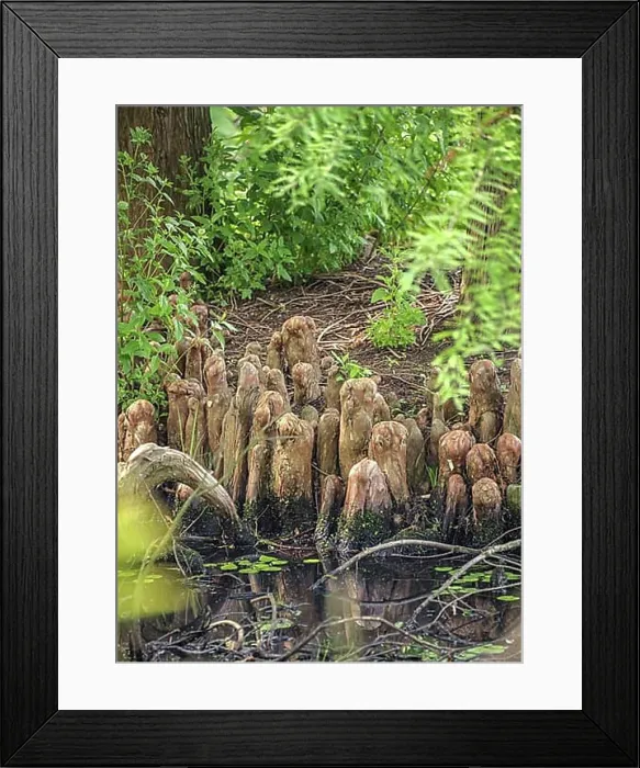 Framed Print : Bald cypress (Taxodium distichum), Arcen Castle Gardens, Arcen, Limburg, Netherlands