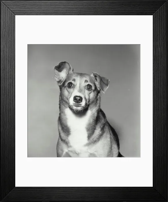 Framed Print : Close-up of a puppy Framed Print : Close-up of a puppy