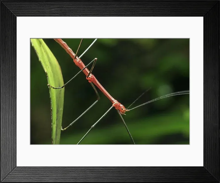 Framed Print : Peruvian fern stick insect, Peruvian stick insect (Oreophoetes peruana) male, native to Ecuador and Peru