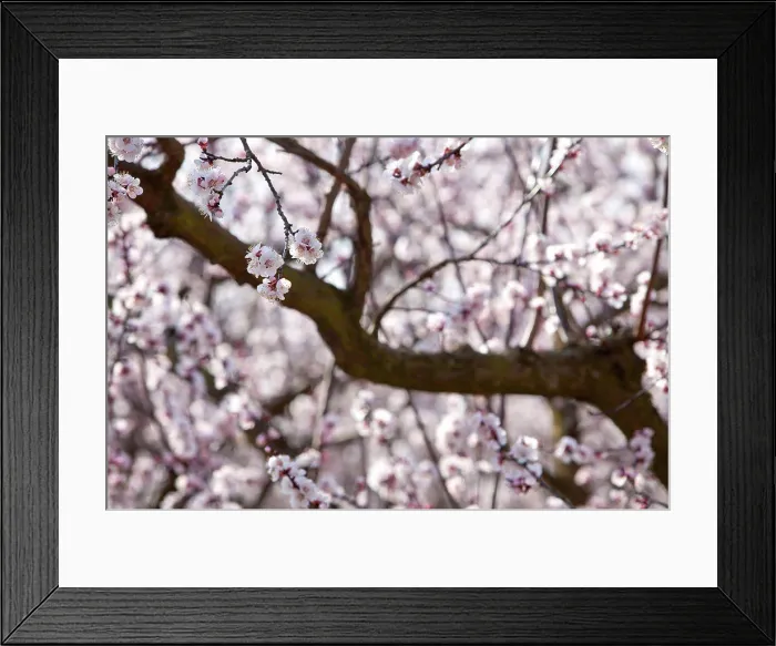 Framed Print : Apricot trees in bloom in the Drome France Framed Print : Apricot trees in bloom in the Drome France