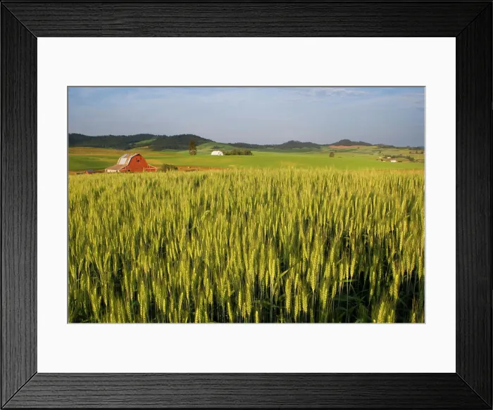 Framed Print : Wheat field and barns in the Palouse Country near Potlatch Idaho Framed Print : Wheat field and barns in the Palouse Country near Potlatch Idaho