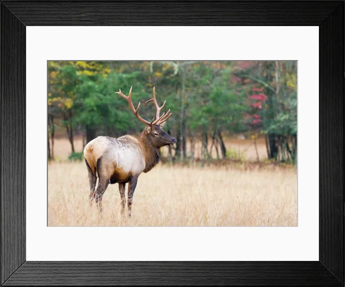Framed Print : A Young Bull Elk Walking through a Field Framed Print : A Young Bull Elk Walking through a Field