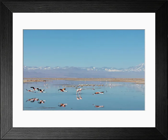 Framed Print : South America, Chile, Atacama desert, Flamingos at the saltlake Salar de Atacama Framed Print : South America, Chile, Atacama desert, Flamingos at the saltlake Salar de Atacama