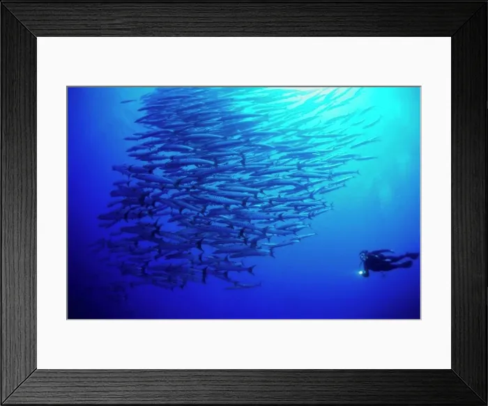 Framed Print : Silhouette of a scuba diver swimming near a school of fish underwater Framed Print : Silhouette of a scuba diver swimming near a school of fish underwater