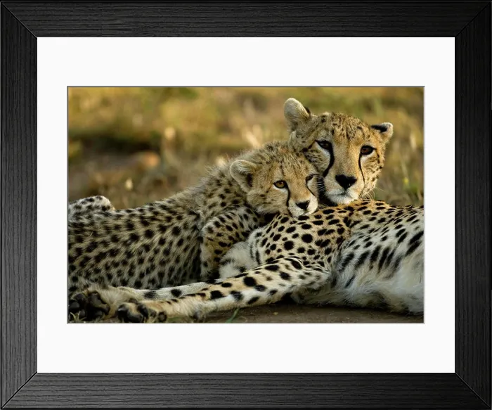 Framed Print : Cheetah, Acinonyx jubatus, with cub in the Masai Mara GR, Kenya Framed Print : Cheetah, Acinonyx jubatus, with cub in the Masai Mara GR, Kenya
