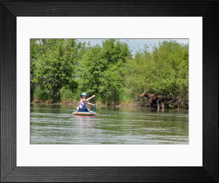 Framed Print : Woman on stand up paddleboard on Teton River with up close encounter with moose Framed Print : Woman on stand up paddleboard on Teton River with up close encounter with moose