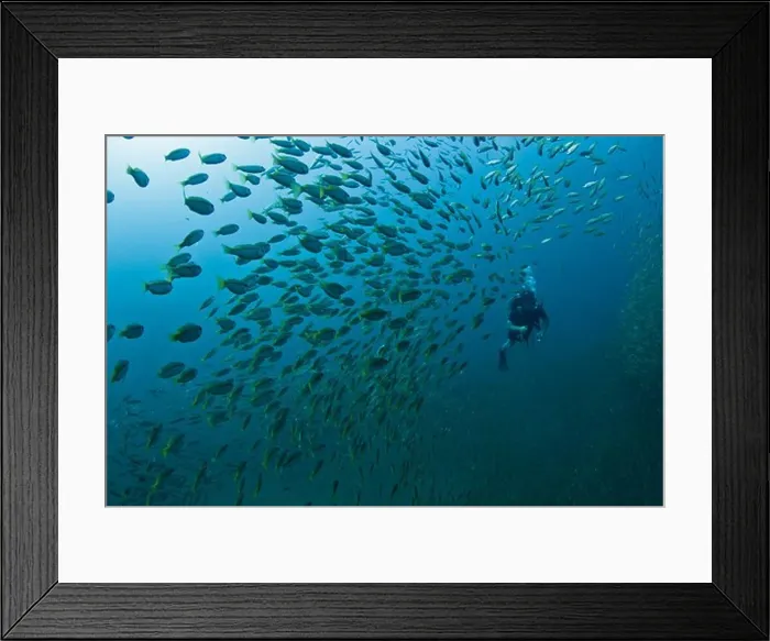 Framed Print : Underwater view of school of fish with scuba diver, Similan National Reserve, Richelieu Rock, Andaman Sea, Thailand