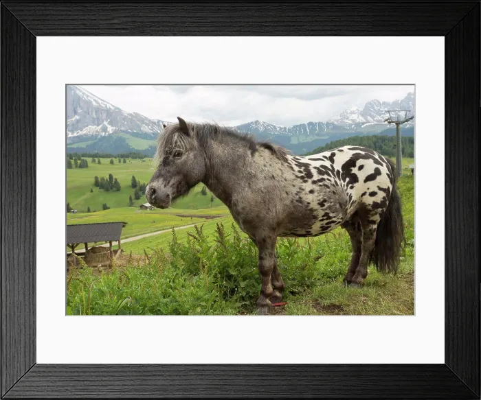 Framed Print : Horse, miniature spotted pony, adult, standing in alpine meadow, Seiser Alm, Dolomites, Italian Alps, Italy, June Framed Print : Horse, miniature spotted pony, adult, standing in alpine meadow, Seiser Alm, Dolomites, Italian Alps, Italy, June