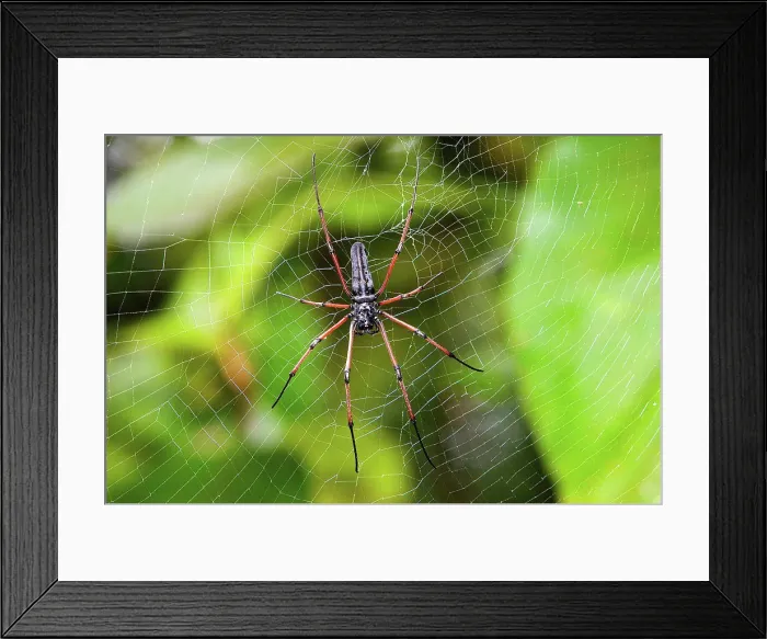 Framed Print : Orbweaver on its cobweb National park of Bako Borneo Framed Print : Orbweaver on its cobweb National park of Bako Borneo