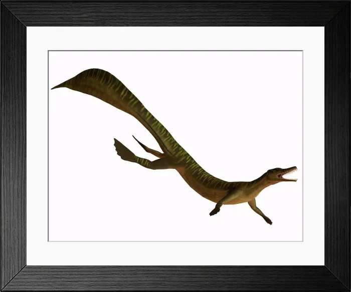 Framed Print : The Mesosaurus was a carnivorous aquatic reptile from the Early Permian of Africa and South America Framed Print : The Mesosaurus was a carnivorous aquatic reptile from the Early Permian of Africa and South America