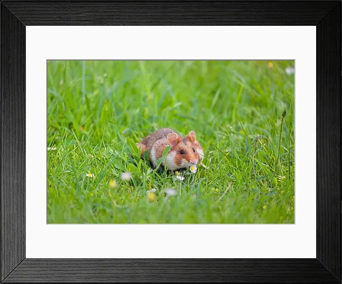 Framed Print : A European hamster (Cricetus cricetus) Framed Print : A European hamster (Cricetus cricetus)