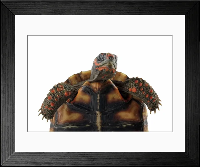 Framed Print : Cherry head red-footed tortoises isolated on white