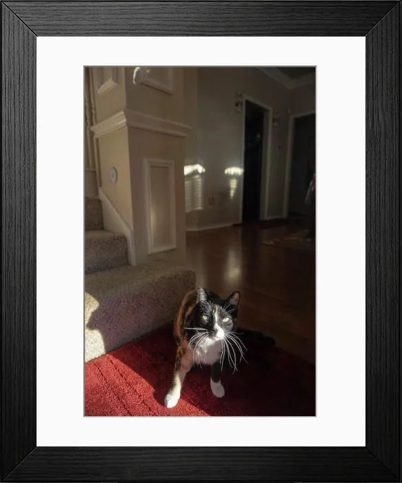 Framed Print : At wincing from sunlight behind open door Framed Print : At wincing from sunlight behind open door