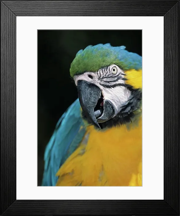 Framed Print : Close-up of a Gold and Blue macaw (Ara ararauna) Framed Print : Close-up of a Gold and Blue macaw (Ara ararauna)