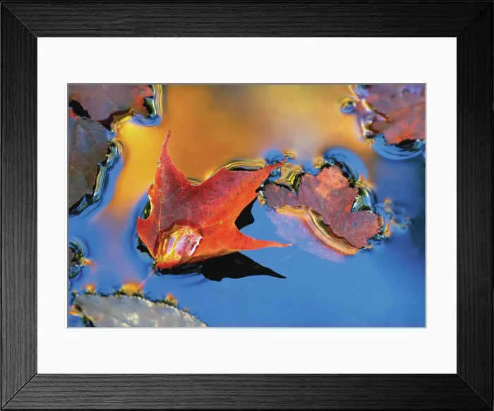 Framed Print : USA, Northeast, Maple Leaf in Reflection Floating Down Stream Framed Print : USA, Northeast, Maple Leaf in Reflection Floating Down Stream